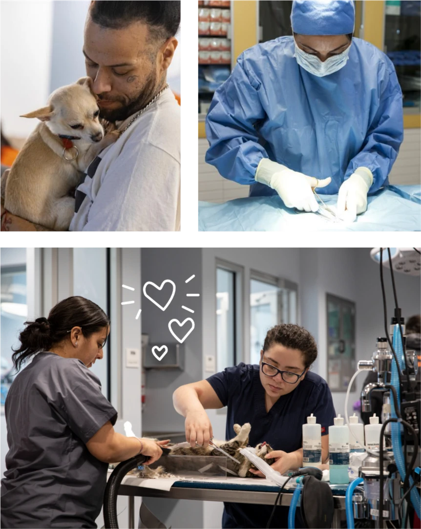 A collage of three scenes in a veterinary clinic: top left shows a man gently holding a small dog; top right shows a veterinarian in full surgical gear performing a procedure; bottom image shows two veterinary professionals carefully working on a sedated cat on an exam table, with illustrated hearts above them.