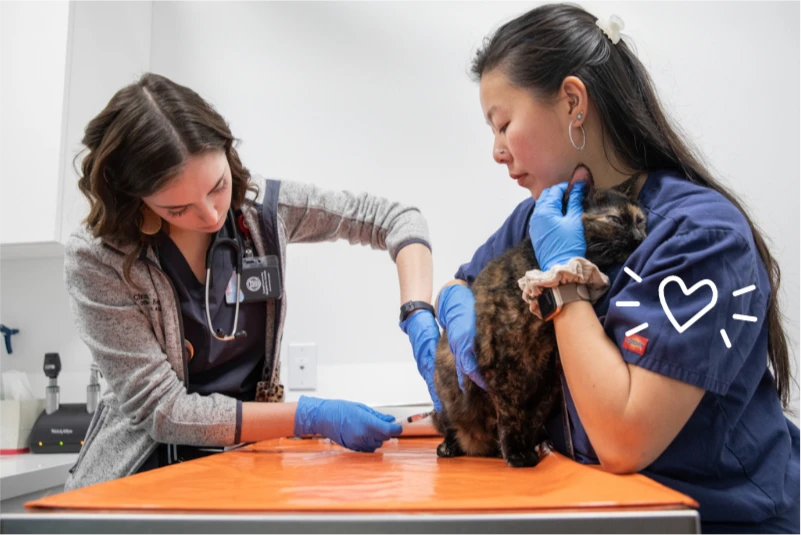 Two veterinary professionals examining a cat in a clinic. One person gently holds the cat while the other performs a procedure, both wearing blue gloves. A white heart illustration is drawn near the person holding the cat, suggesting care and compassion.