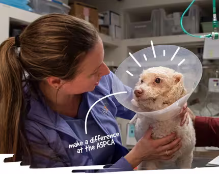 ASPCA Careers