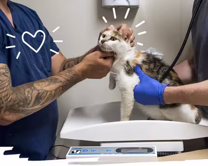 ASPCA Careers