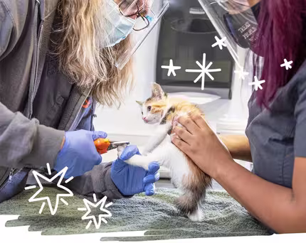 ASPCA Careers