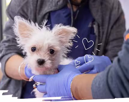 ASPCA Careers