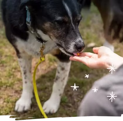 ASPCA Careers