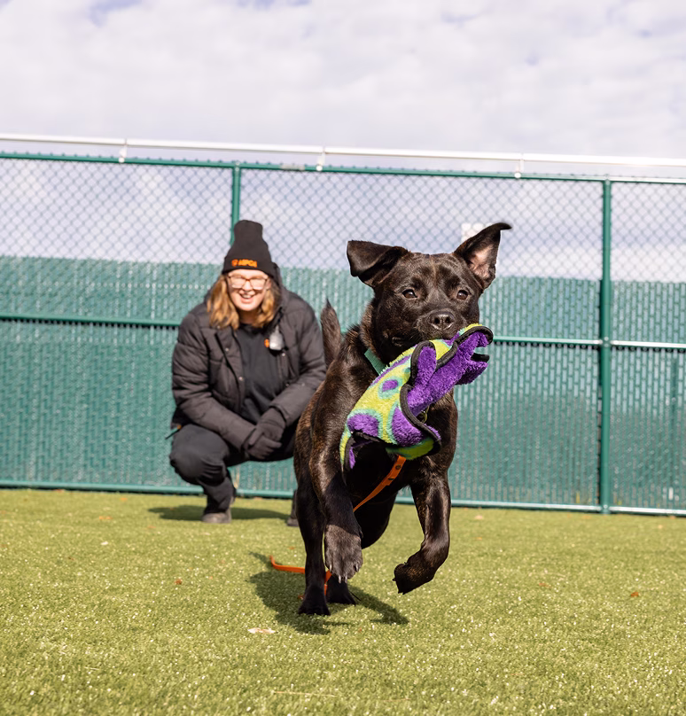 TBlack dog running on green turf with colorful toy in mouth, person crouching nearby outdoors.