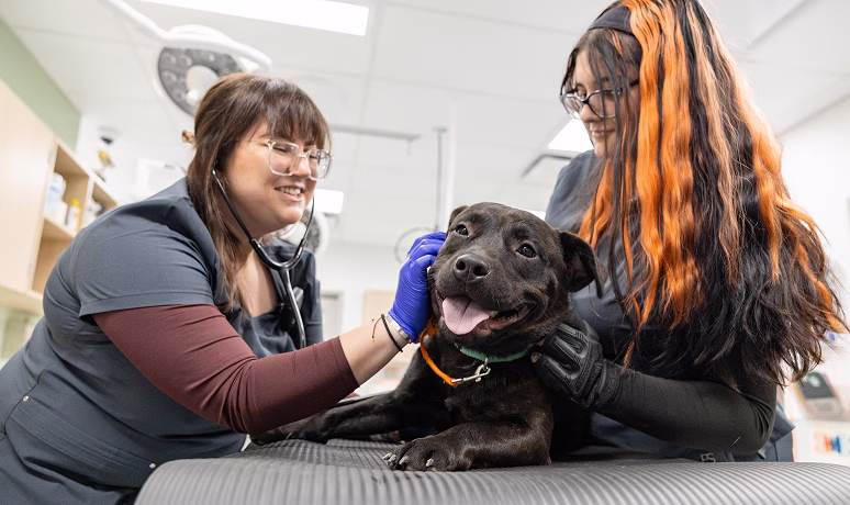 Two veterinary professionals gently examining a relaxed black dog on a padded table in a bright clinic