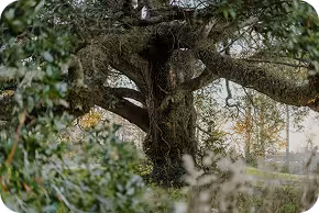 Old tree covered in moss in a park.