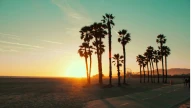 Palm trees in Los Angeles