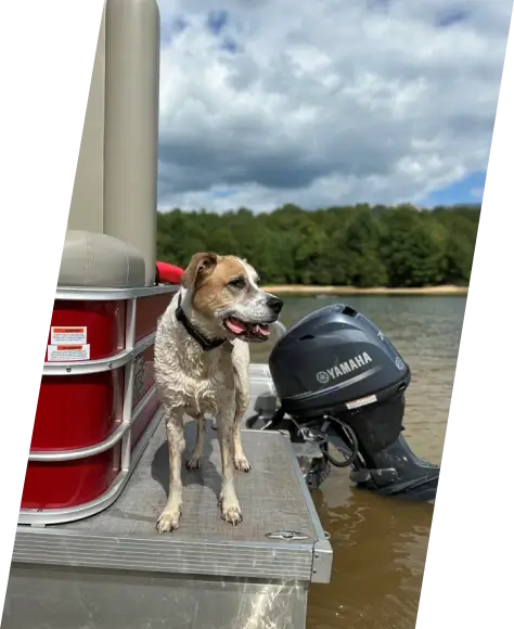 A dog standing on the back of a pontoon boat with a Yamaha outboard.