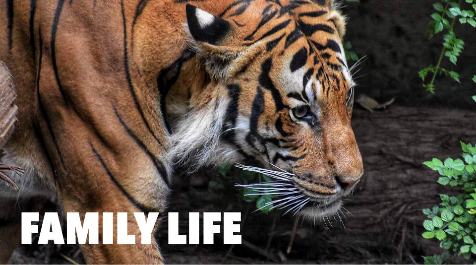 A tiger at the Cincinnati Zoo with the text “Family Life”